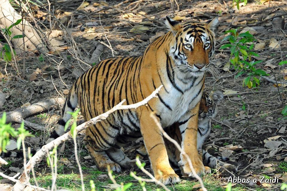 Ranthambore Jeep Safari, Ranthambore Safari Price 2022-2023 , BOOK NOW ...